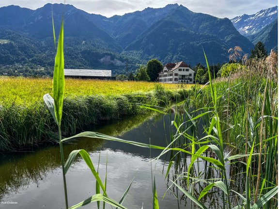 Schilfbestände am Mühlbach. Hier fühlen sich Teichrohrsänger und Wassserralle zu Hause. Bild2.jpg